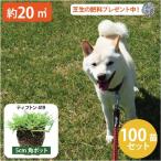 【植付時の肥料付!】西洋芝 ティフトン 419 芝苗 100個 セット (5cm角ポット、約20平米分) ドッグラン 暖地型 スポーツ芝