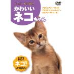  все . стул .! симпатичный кошка Chan (DVD) KID-1302 ( keep KEEP)