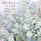 常緑苗木ユーカリアルビダ4号白銀色...