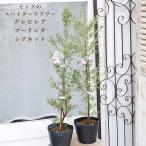  вечнозеленый саженец серый bi редкость Pooh кольцо sig сеть 4.5 номер высота 75cm садовое дерево Spider цветок Австралия . производство елка розовый. цветок 