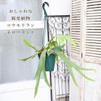 観葉植物コウモリランネザーランド５...