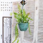 現品販売 観葉植物 フィッシュボーンカクタス エピフィラム アングリガー 5号吊り鉢 サボテン 個性派 おしゃれ