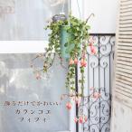 観葉植物 カランコエ フィフィ 3.5号