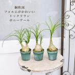 現品販売観葉植物ポニーテールトック...