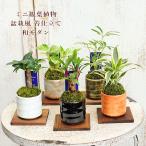 観葉植物 和風モダン 盆栽風苔仕立て 陶器鉢ミニ