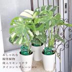 観葉植物 斑入りモンステラ タイコンステレーション 4号 H50cm 多年草 半日陰 室内 人気 おしゃれ