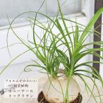 観葉植物ポニーテールトックリランノ...
