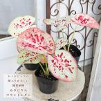 観葉植物 カラジウム マウントレダン 3.5号 カラジューム 斑入り 白 ピンク 庭 おしゃれ シェードガーデン 部屋に飾る