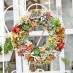 多肉植物寄せ植えおしゃれギャザリン...