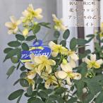  скидка распродажа вечнозеленый Hanaki kasia Anne tes. . женщина белый цветок - nasenna6 номер H65cm садовое дерево белый кремовый цвет весна осень ........ крепкий 