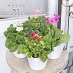  цветок рассада Sakura saw Sakura . примула malakoite вращение k белый лиловый rose 3.5 номер зима из весна до .. симпатичный ..... хорошо .. выдерживающий холод . двор .... цветок .