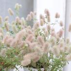  цветок рассада tolifoliumba потребности 2.5 номер почвопокровные растения цвет leaf натуральный сад 