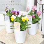  цветок рассада viola античный & пастель розовый античный желтый сигнальный фонарь виноград 2.5 номер .... осень-зима весна симпатичный 