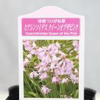 花苗シラーカンパニュラータヒアシン...