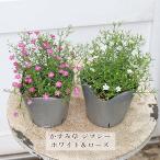  скидка распродажа цветок рассада гипсофила jipsi- rose белый 3.5 номер 4 сезон .. белый розовый compact 