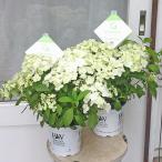 鉢花 PW アジサイ ラグランジア シャンデリーニ 5号 紫陽花 ホワイト 白 丈夫 プレゼント あじさい