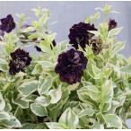 花苗斑入りペチュニアアンシャンテバ...