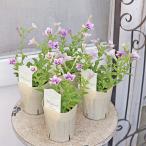 花苗八重咲きペチュニアマテリアルド...