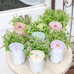 花苗アリッサムアイスクリッサムラベ...