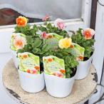 花苗 ビオラ アンジュフルール 3.5号 パンジー うえた