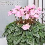 現品販売 鉢花 ベル咲き シクラメン カンパーナピンク 6号 多年草 豪華 おしゃれ かわいい 受賞品種 プレゼント ギフト 室内