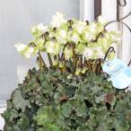 現品販売 鉢花 シクラメンアイスプリンセス 5号 フリンジフリル咲き  多年草 白 ホワイト グリーン 豪華 おしゃれ 冬 春 よく咲く 室内 プレゼント ギフト