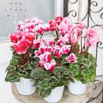 花苗 フリンジ咲き シクラメン アバニコ マゼンタ サーモン 3号 多年草 フリル おしゃれ アンティーク よく咲く 赤 ピンク 冬春 庭
