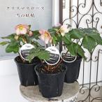 鉢花 開花株 クリスマスローズ 雪の妖精 5号 多年草 メリクロン 一重咲き 多花性 ピンク よく咲く 育てやすい 耐寒性