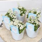  цветок рассада безграничный nsia лёд Cube 3 номер много год . белый хорошо .. симпатичный модный .... двор весна ~ первый лето крепкий ..... растение в горшке висячий цветок . маленький цветок натуральный 