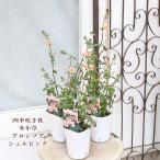 花苗 アロンソア シェルピンク 3号 多年草 サーモン 四季咲き おしゃれ かわいい