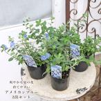 2苗セット 花苗 アメリカンブルー エボルブルス 3号 