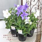 花苗キキョウ桔梗アストラブルー&a...