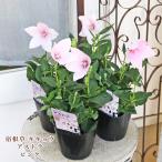 花苗キキョウ桔梗アストラピンク3....