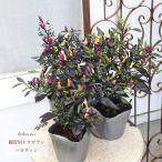 草花苗ハロウィントウガラシみもとう...