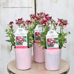 花苗PW宿根ネメシアアロマンスバニ...