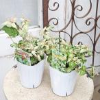  цветок рассада . ввод juz коралл .. потертость красный реальный белый реальный 3 номер много год . реальный ... почвопокровные растения двор 