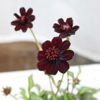 値引きセール 花苗 PW チョコレートコスモス チョカモ