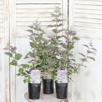  скидка распродажа Hanaki рассада запад человек Gin bok тянуть p редкость 3 номер вечнозеленый низкий дерево Mitsuba - ma go фиолетовый. цветок медь лист 