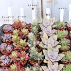 2苗セット:多肉植物 プラグ苗 1号ポット 多年草 丈夫 かわいい 庭 プレゼント ギフト 室内 寄せ植え