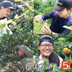 みかん 有田 新林 5kg S M L 混合 送料無料 和歌山 温州 早生 甘い 段々畑 世界農業遺産 家庭用 産地直送 早和果樹園 オリジナル ブランド 12月