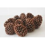 天然素材 松ぼっくり スラッシュマツ まつぼっくり　約8〜14cm  10個 木の実 松笠　国産