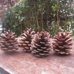  pine ..../ pine umbrella M size : approximately 4~6cm 50 piece 1 set nature color domestic production natural material construction handmade hand made craft material for flower arrangement 