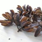 天然素材　サルスベリの実 30個　木の実　