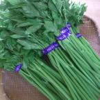 Yahoo! Yahoo!ショッピング(ヤフー ショッピング)千葉さん家の八丈島の明日葉（あしたば）　お得な2kg【出荷までに2週間以上かかる場合もございます】【お届け日指定不可】