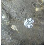 Cherry Flower Stone(桜石)京都府亀岡市5392