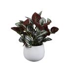  ваш заказ [woru mart бренд ] основной стойка z человеческий труд ivy примерно 25cm белый керамика pot Mainstays 9.75inch Artifici