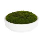  ваш заказ [woru mart бренд ] бойцовая рыбка - Home z& сад z поддельный Moss керамика миска примерно 20cm Better Homes &amp; Gardens 8in