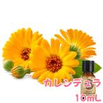 カレンデュラ ポットマリーゴール�