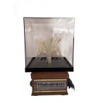 ショッピング村上 村上貿易/PHANTOM-UNIT/置時計/ファイバーライト/レトロ/当時物