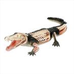 アオシマ 立体パズル 4D VISION 動物解剖 クロコダイル解剖モデル